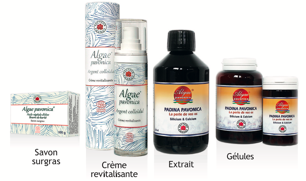 Complément Alimentaire Padina Pavonica Vecteur Energy - 150 Gélules 500mg, France